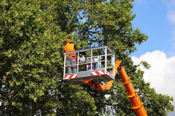 Best Tree Cabling and Bracing  in Woodstown, NJ